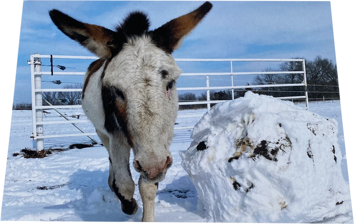 Playful "Pico": Indside - "Want to build a snowman?"