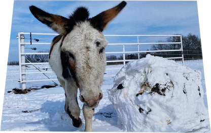 Playful "Pico": Indside - "Want to build a snowman?"