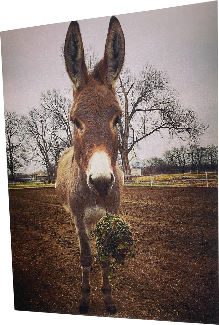 "Olive" : Inside - "Meet me under the mistletoe"