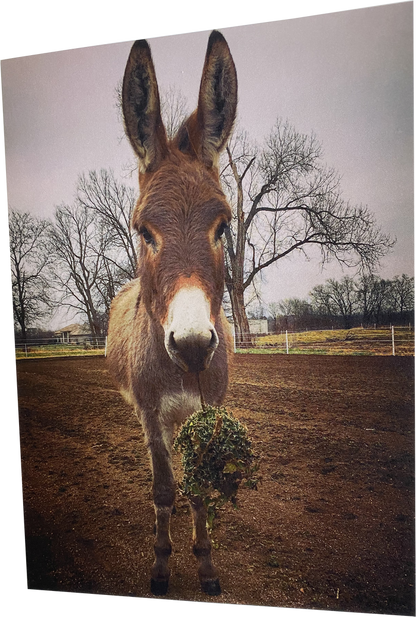 "Olive" : Inside - "Meet me under the mistletoe"