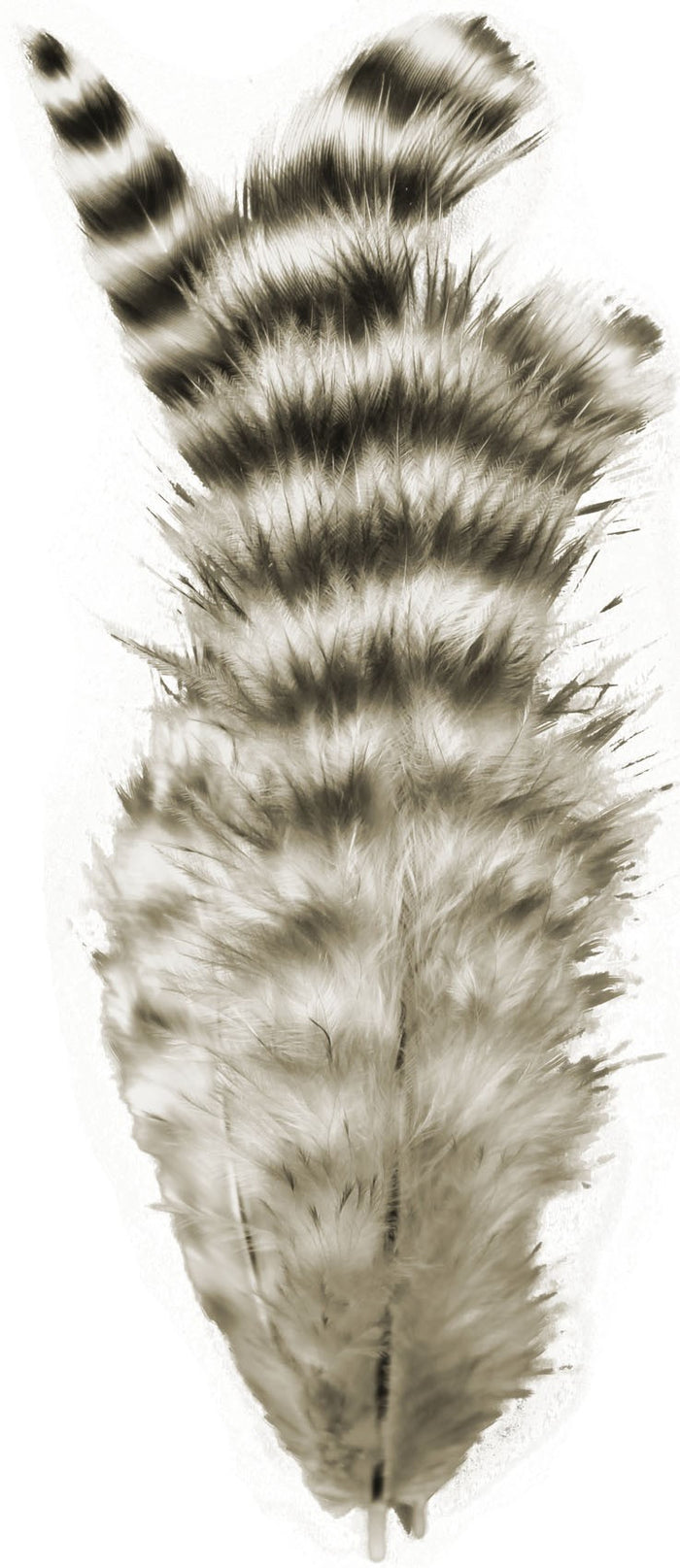 Spirit River UV2 Grizzly Soft Hackle - Fly and Field Outfitters - Online Flyfishing Shop - 8